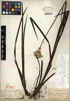 Isotype of Lachnanthes caroliniana (Lam.) Dandy [family HAEMODORACEAE]