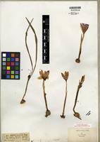 Type of Crocus banaticus Heuff. [family IRIDACEAE]