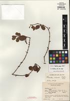 Isotype of Taxillus wiensii Balle ex Polhill [family LORANTHACEAE]