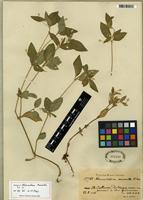 Isotype of Alternanthera micrantha R.E. Fr. [family AMARANTHACEAE]