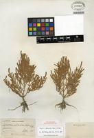 Isotype of Salicornia rubra A. Nelson [family AMARANTHACEAE]