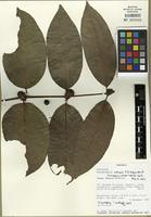Isotype of Polysphaeria ntemii S.E. Dawson & Gereau [family RUBIACEAE]