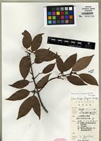 Isotype of Neolitsea longipedicellata Yen C. Yang & P.H. Huang [family LAURACEAE]