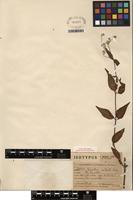 Isotype of Alternanthera altacruzensis Suess. [family AMARANTHACEAE]