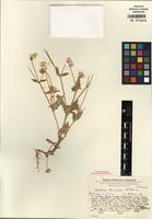 Isotype of Gomphrena ferruginea Pedersen [family AMARANTHACEAE]