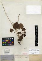 Isolectotype of Heuchera novamexicana Wheelock [family SAXIFRAGACEAE]