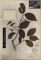 Isotype of Banisteriopsis caapi (Spruce ex Griseb.) C.V. Morton [family MALPIGHIACEAE]