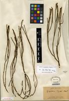 Isotype of Huperzia fargesii (Herter) Holub [family LYCOPODIACEAE]