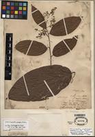 Isotype of Casimirella ampla (Miers) R.A. Howard [family ICACINACEAE]