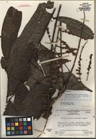 Paratype of Talisia nervosa Radlk. [family SAPINDACEAE]