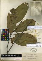Isotype of Gonystylus reticulatus (Elmer) Merr. [family THYMELAEACEAE]