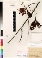 Isotype of Balthasaria schliebenii var. schliebenii [family PENTAPHYLACACEAE]
