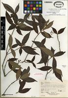 Isotype of Arachnothryx povedae (Lorence) Borhidi [family RUBIACEAE]