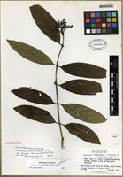 Isotype of Faramea eurycarpa Donn. Sm. [family RUBIACEAE]