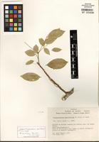 Isotype of Styphnolobium parviflorum M. Sousa & Rudd [family FABACEAE]