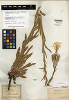 Isotype of Oenothera elata subsp. hirsutissima (A. Gray ex S. Watson) W. Dietr. [family ONAGRACEAE]
