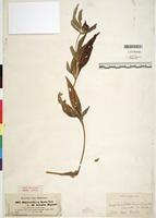 Type of Aspilia kotschyi (Sch. Bip. ex Hochst.) Oliv. [family ASTERACEAE]