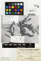 Type of Suaeda foliosa Moq. [family AMARANTHACEAE]