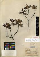 Isotype of Malanea tafelbergensis Steyerm. [family RUBIACEAE]