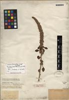 Isolectotype of Amaranthus greggii S. Watson [family AMARANTHACEAE]