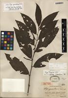 Isotype of Piper generalense Trel. [family PIPERACEAE]