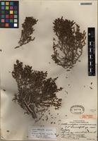 Isotype of Allenrolfea mexicana Lundell [family AMARANTHACEAE]