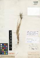Lectotype of Hordeum comosum J. Presl [family POACEAE]