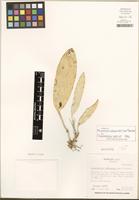 Holotype of Echinosepala balaeniceps (Luer & Dressler) Pridgeon & M.W. Chase [family ORCHIDACEAE]