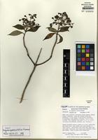 Isotype of Dubautia syndetica G.D. Carr & Lorence [family ASTERACEAE]