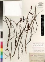 Isotype of Dalbergia pervillei Vatke [family FABACEAE]