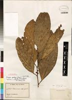 Isotype of Diogoa zenkeri (Engl.) Exell & Mendonça [family OLACACEAE]