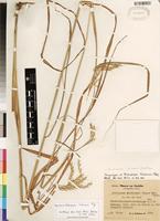 Isosyntype of Andropogon chinensis (Nees) Merr. [family POACEAE]