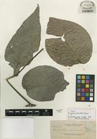 Isotype of Decaisnina miniata (Elmer) Barlow [family LORANTHACEAE]