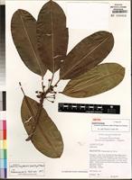 Isotype of Labramia mayottensis Labat, M. Pignal&O. Pascal [family SAPOTACEAE]