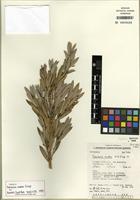Isotype of Daviesia audax Crisp [family FABACEAE]