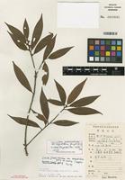 Isotype of Litsea greenmaniana var. angustifolia Yen C. Yang & P.H. Huang [family LAURACEAE]