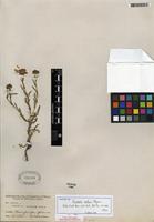 Isotype of Grindelia confusa Steyerm. [family ASTERACEAE]