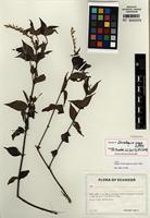 Isotype of Gonzalagunia exigua B. Ståhl [family RUBIACEAE]
