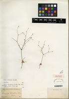 Isotype of Eriogonum mohavense S. Watson [family POLYGONACEAE]