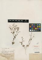 Isotype of Eriogonum maculatum A. Heller [family POLYGONACEAE]