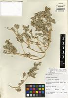 Isotype of Atriplex argentea var. longitrichoma (Stutz & G.L. Chu & S.C. Sand.) S.L. Welsh [family AMARANTHACEAE]