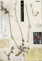Isolectotype of Froelichia humboldtiana Seub. [family AMARANTHACEAE]