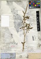 Type of Amaranthus palmeri S. Watson [family AMARANTHACEAE]