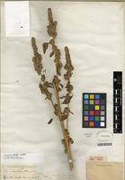 Type of Amaranthus powellii S. Watson [family AMARANTHACEAE]