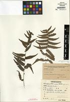 Type of Thelypteris angulariloba Ching [family THELYPTERIDACEAE]