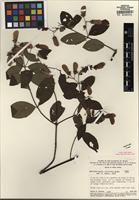 Type of Banisteriopsis calcicola B. Gates [family MALPIGHIACEAE]