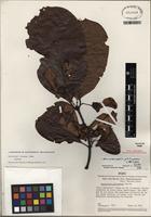 Isotype of Banisteriopsis schunkei B. Gates [family MALPIGHIACEAE]