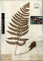 Isotype of Dryopteris chrysocoma (H. Christ) C. Chr. [family DRYOPTERIDACEAE]