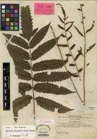 Isotype of Bolbitis subcordata (Copel.) Ching [family DRYOPTERIDACEAE]