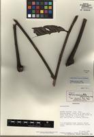 Holotype of Talisia nervosa Radlk. [family SAPINDACEAE]